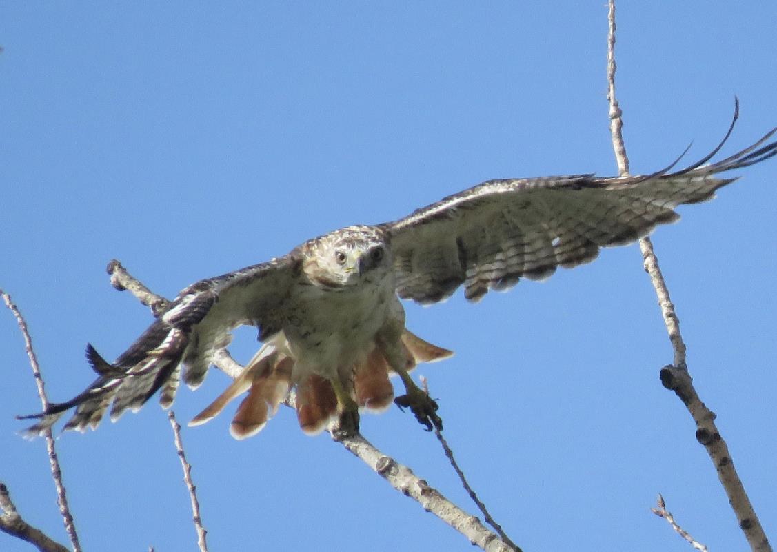 Red-tailed Hawk photo Charlotte Jacobson